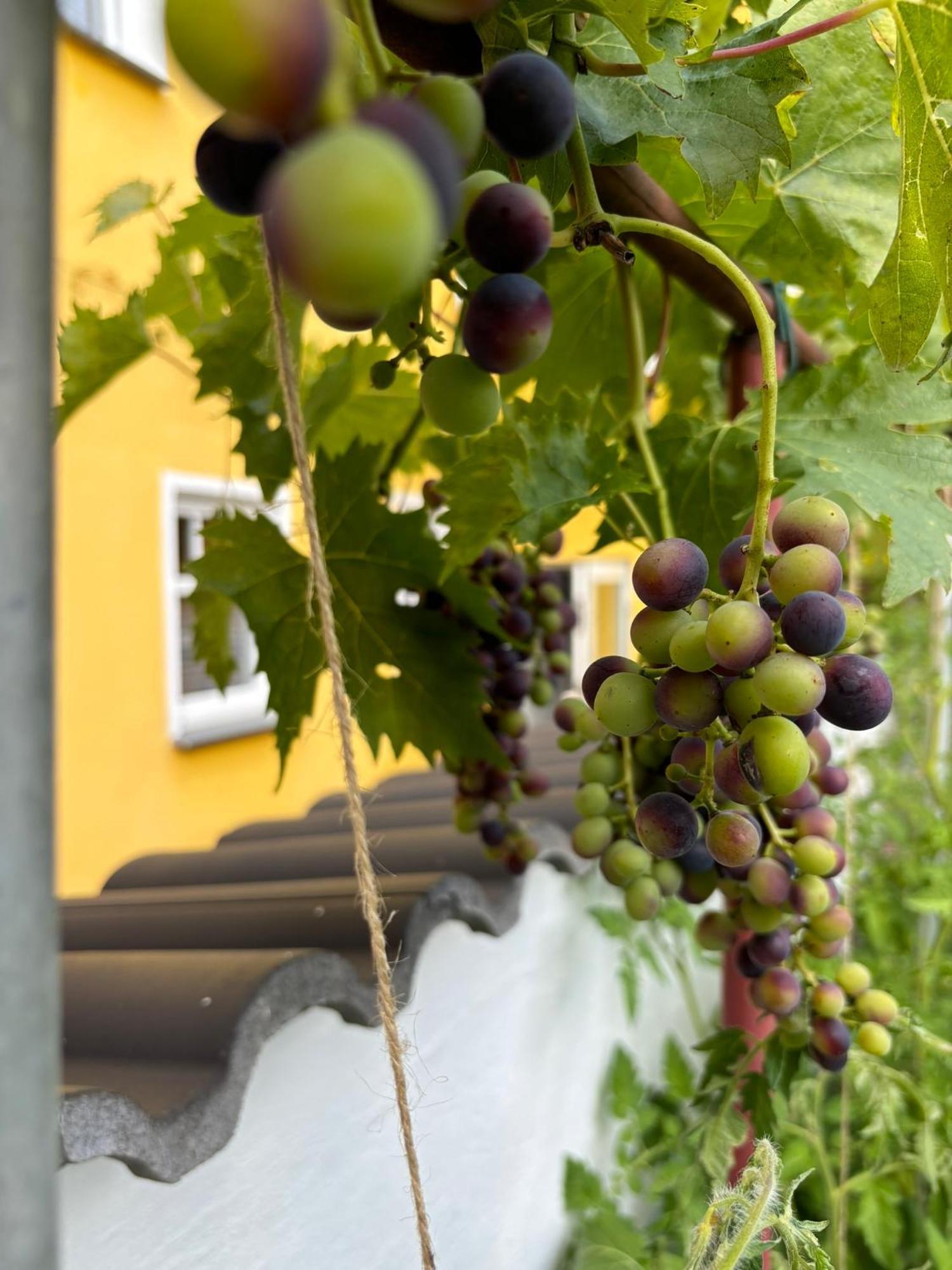 Haus Rheinleben Διαμέρισμα Boppard Εξωτερικό φωτογραφία